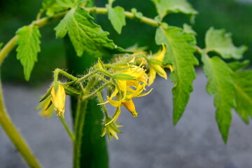 Blooming tomato plant in the vegetable garden. Blooming tomato plant in the vegetable garden....