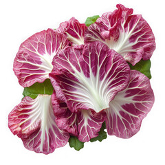 Obraz premium Sliced fresh radicchio with vibrant color isolated Transparent Background