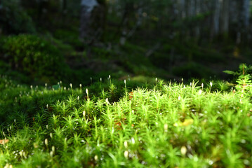 Climbing Mt. Tateshina, Nagano, Japan