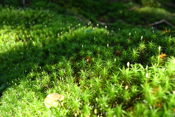 Climbing Mt. Tateshina, Nagano, Japan