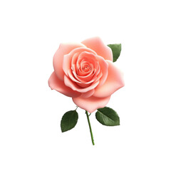 Fototapeta premium Elegant pink rose with lush green leaves