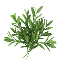 Fresh green herb sprigs with vibrant leaves