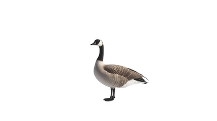 canadian goose png