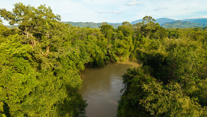 Fototapeta premium Aerial view green tropical rainforest big tree with river canal