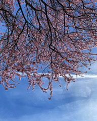 Obraz premium a cherry tree in blossom photographed from below, with a clear blue sky