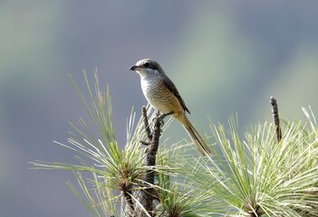 Grey-backed shrike