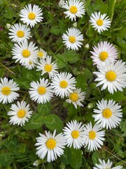 a bunch of little daisies in spring