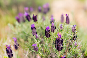 Close up of  purple lavender flowers in wild
