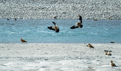 Ruddy shelduck