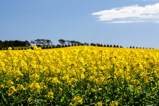 Canola fields shine on a clear sunny day near Creswick in the Victorian goldfields, Australia