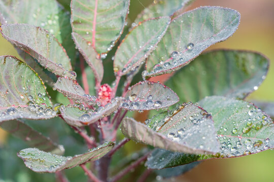 Close up of drops of morning dew sitting on the leaves of a succulent