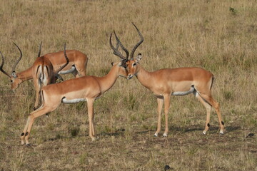 Naklejka premium A herd of African impalas grazes peacefully on the savanna of Maasai Mara, Kenya, with a few males locking horns in spirited battles for dominance.