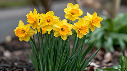 Fototapeta premium Bright Yellow Daffodils Blooming in a Spring Garden