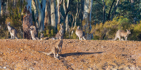 A troop of Eastern Grey Kangaroos sitting on an embankment along the forest tree line