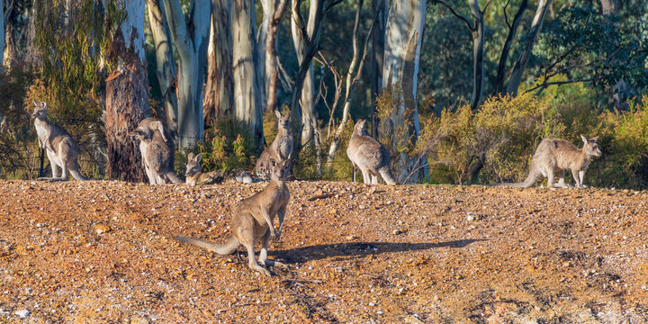 Fototapeta A troop of Eastern Grey Kangaroos sitting on an embankment along the forest tree line