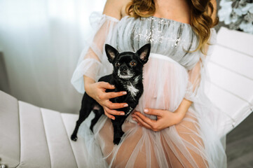 Pregnant woman in dress with big belly sitting with black small chihuahua dog indoors. Photography, pregnancy concept.