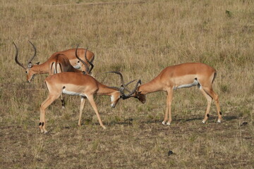 A herd of African impalas grazes peacefully on the savanna of Maasai Mara, Kenya, with a few males...