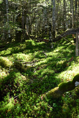 Climbing Mt. Tateshina, Nagano, Japan