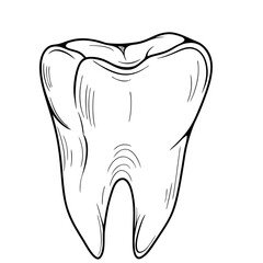teeth