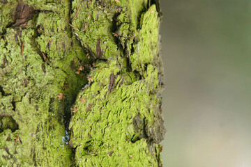 green moss on tree