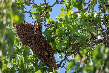 Ein Bienenschwarm auf Wanderung. Die Königin sucht sich ein neues Gebiet.