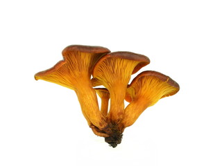 Toxic omphalotus olearius mushroom isolated on white. Omphalotus olearius or orange jack o lantern mushroom gills, toxic mushroom