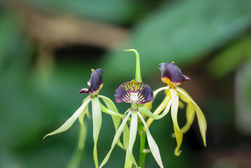 Die Blüten einer Orchidea. Tintenfisch-Orchidee oder Encyclia Octopussy welche in Südamerika beheimatet ist.
