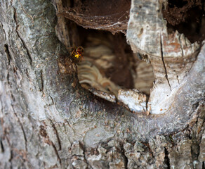 Der Eingang zu einem Hornissennest an einem Birnbaum.