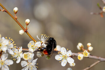Portrait einer Hummel.