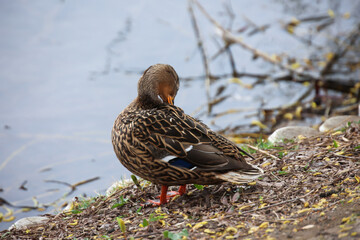 Eine Stockente an einem Teich.