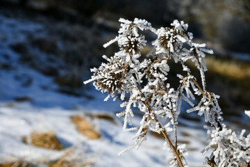 Rauhreif an Pflanzen und Bäumen