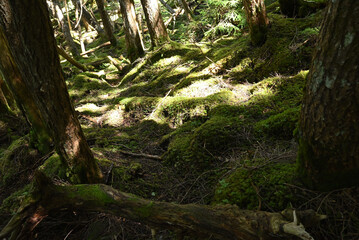 Climbing Mt. Tateshina, Nagano, Japan