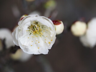 早春の花　梅　白梅
