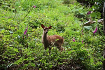Baby roe deer in Killarney National Park, Ireland