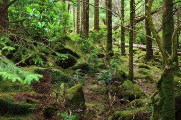 Nature in Ireland - Killarney National Park