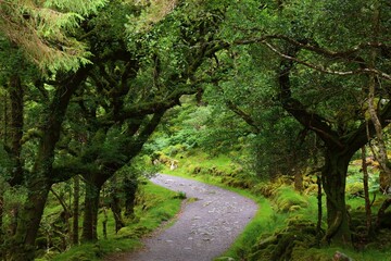 Fototapeta premium Nature in Ireland - Killarney National Park trail