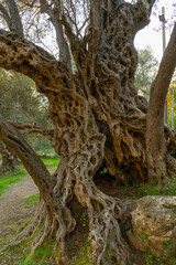 Ancient 100 years Olive tree in Montenegro