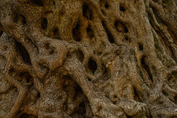 old olive tree pattern wallpaper background