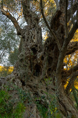 old olive tree, montenegro, photo wallpaper background