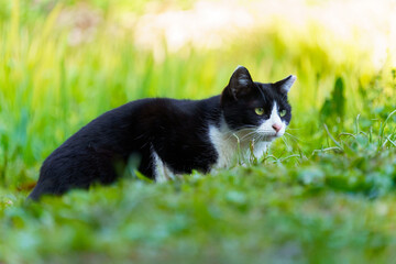 自然の緑に囲まれてなにかを狙ってるハチワレ柄の子猫っぽい野良猫
