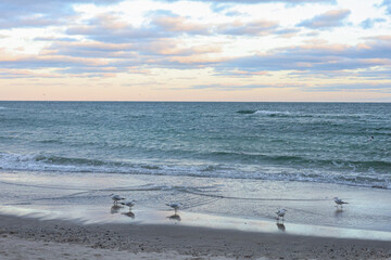 BLUE SEA WITH SMALL WHITE WAVES, SAND BEACH AND SEAGULLS