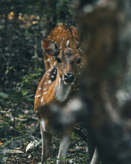 deer hide in the forest