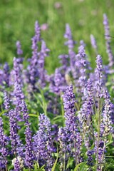 Naklejka premium Purple lavender flower and leaves in garden