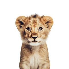 Obraz premium lion cub 4 old