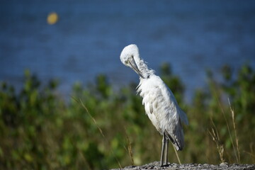 little blue heron standing next to the lake