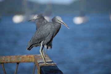 Two little blue heron in the harbour