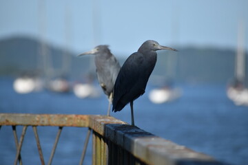 Two little blue heron in the harbour with boats on the background