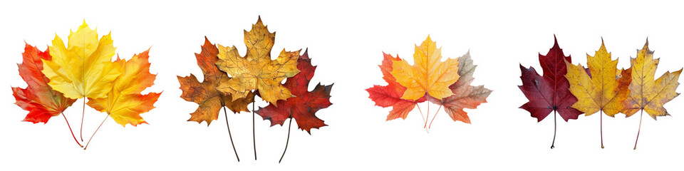 Fototapeta premium A collection of autumn leaves in vibrant shades of yellow, orange, and red.