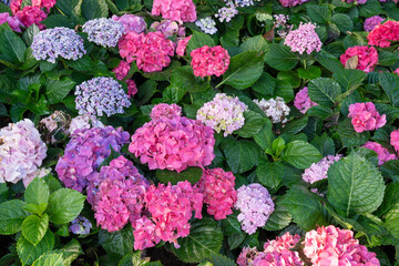 Colorful multicolored beds of Hydrangea on a spring day.