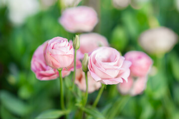 Close up of gentle pink flowers lisianthus spring concept.